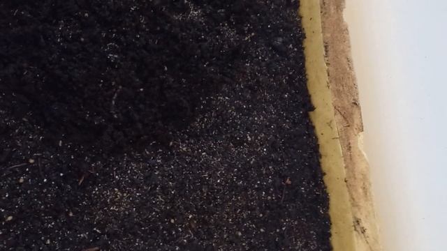 Как выглядит червь и первое потомство.