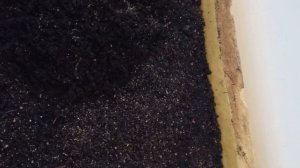 Как выглядит червь и первое потомство.