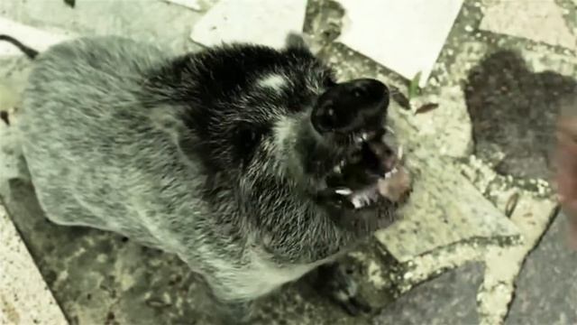 Post pork смотреть онлайн