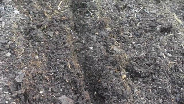 Посадка свеклы смотреть онлайн