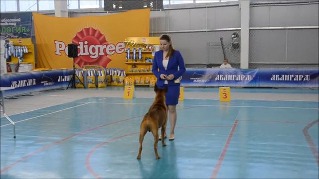 Тайский риджбек - Thai Ridgeback R.S'S GOLD @ SIAM - 2 x All Breed Dog Shows - Smolensk (Russia) смотреть онлайн
