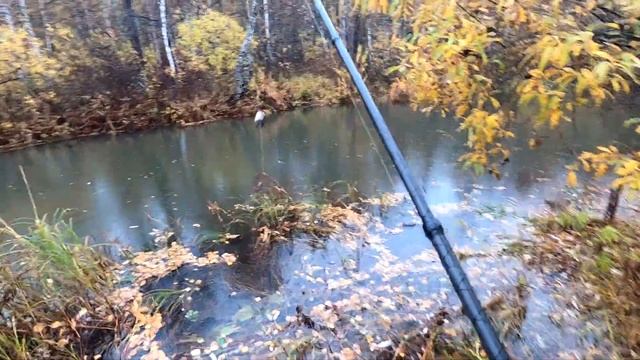 Рыбалка. /Ловля ОТБОРНОГО Хариуса ОСЕНЬЮ/Дружище БОБЕР сделал... Нано ОЗЕРО... для Хариуса.КЛЕВ! смотреть онлайн