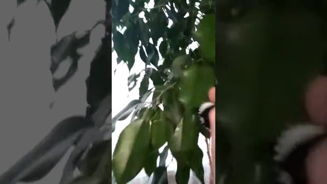 Глажу цветок спиннером. Он мне отомстит.жесть