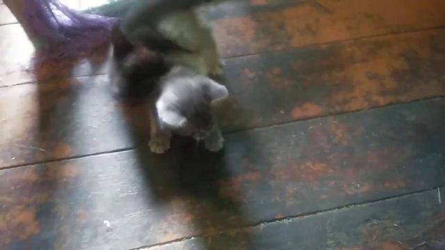 Котята от Наташи в добрые руки! смотреть онлайн