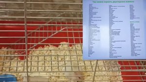 Что можно давать кушать Джунгарскому хомяку.