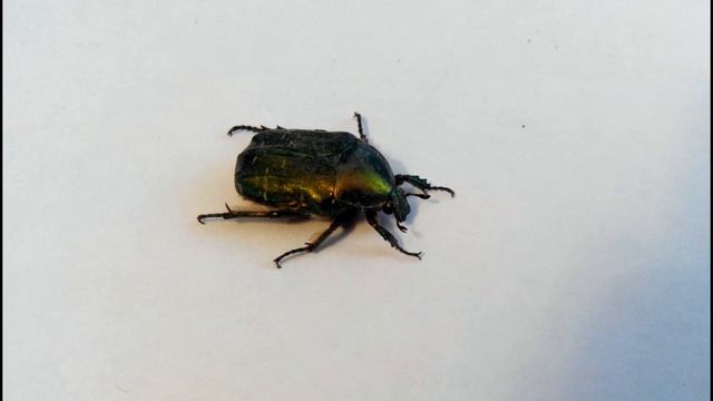 Жук бронзовка расправляет крылья и улетает (замедленная съемка) смотреть онлайн