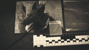 Телеканал «Зоо ТВ» . «На службе у человека»