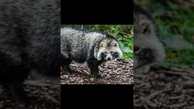 Енотовидная собака – это вид хищных млекопитающих, которые внешне напоминают енотов смотреть онлайн