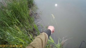 Ачуево, крупный сазан