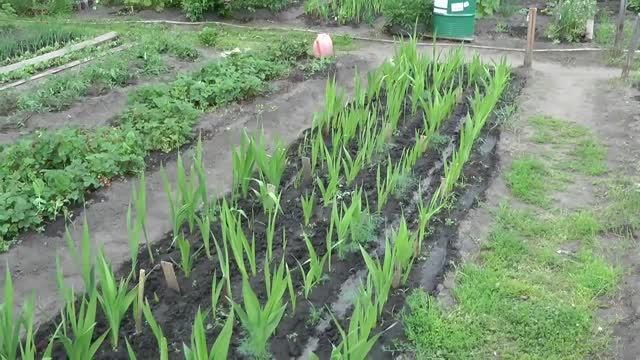 луковицы гладиолусов проросли корни смотреть онлайн