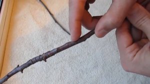 Черенки для прививки - как, где и когда срезать?