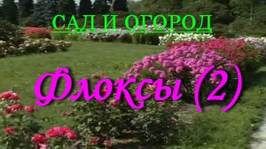Флоксы (2)