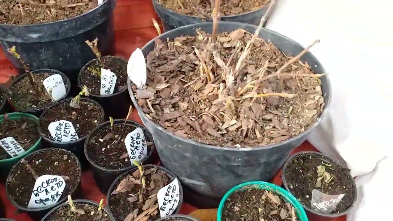 Крупнолистные гортензии в неотапливаемой теплице. Март смотреть онлайн