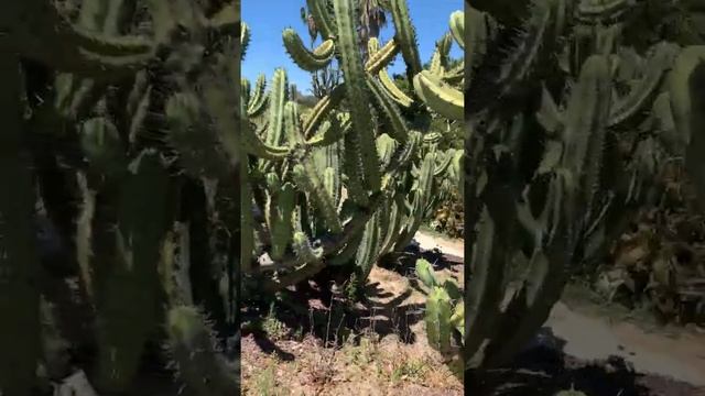 Кактусы в Ботаническом саду в Калифорнии (США) смотреть онлайн