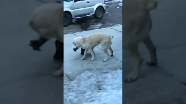 АЛАБАЙ И РЕБЁНОК смотреть онлайн