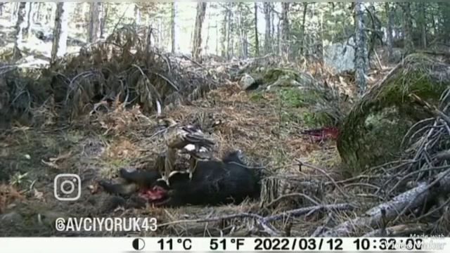 KARTAL FOTO KAPAN GÖRÜNTÜLERİ domuz leşi смотреть онлайн