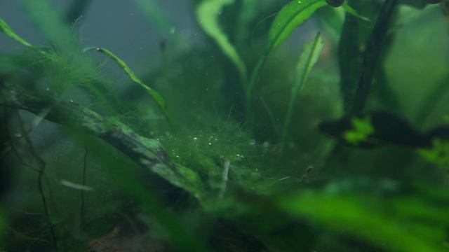 How to KILL Black Beard Algae & Staghorn Algae (Easy & Quick) смотреть онлайн