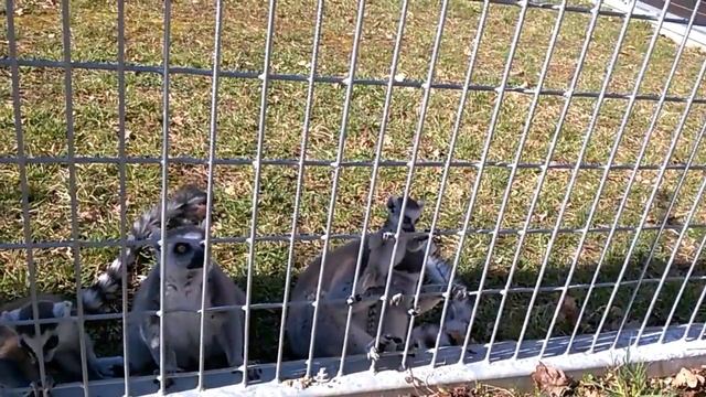 Лемуры едят травку из рук. Lemur eats from hands смотреть онлайн