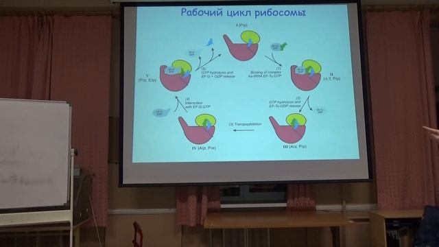 Биологическая спираль. Молекулярная Биология. Миропольская Наталия. семинар 8 смотреть онлайн