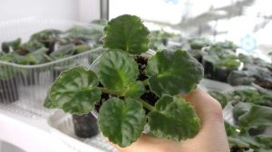 ДЕТКИ ФИАЛОК ? Как вырастить хороших и здоровых деток ?