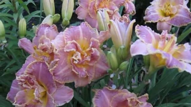 Лилейник махровый Анлок зе Старс. Активист!Всегда обильное и длительное цветение. смотреть онлайн