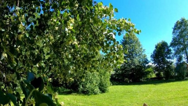 Липа ! липа?-  будьте осторожны!!!