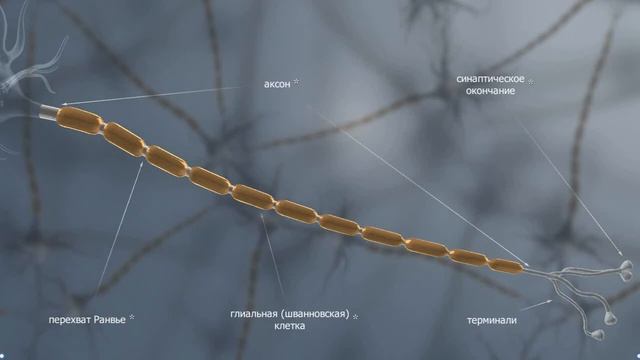 Нейрон, нервная ткань | Анатомия человека | Биология смотреть онлайн