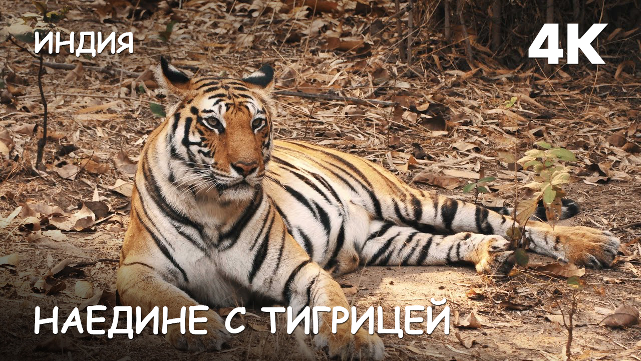 Мир Приключений - Наедине с тигрицей джунгли Бандхавгарха. Индия. 4К. смотреть онлайн
