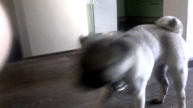 Собака убивает мидвежонка смотреть онлайн