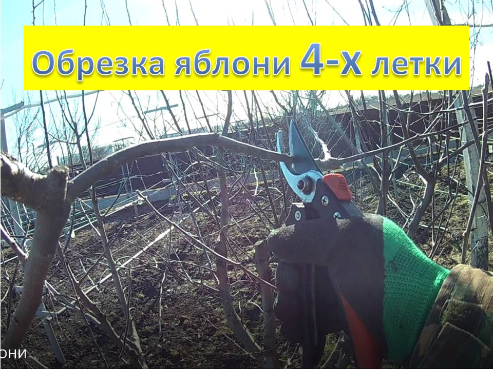 Обрезка яблони 4-х летки на плодоношение в феврале смотреть онлайн
