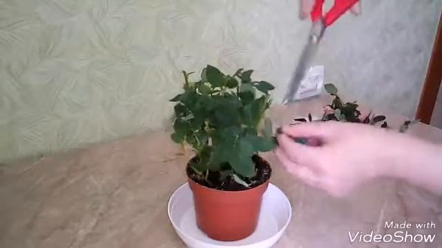 КАК СОХРАНИТЬ КОМНАТНУЮ РОЗУ ДО ВЫСАДКИ В ГРУНТ. смотреть онлайн
