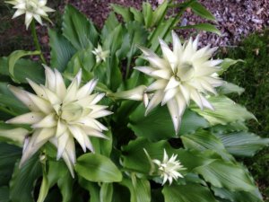 Хосты РЕЛАКС АРТ-ТЕРАПИЯ ИМПРОВИЗАЦИЯ композитор Виктор Анохин #музыка #instrumental #цветы #flowers