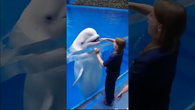 а вам нравятся дельфины?#приморскийокеанариум #белуха #веселыеживотные #funnyanimal смотреть онлайн