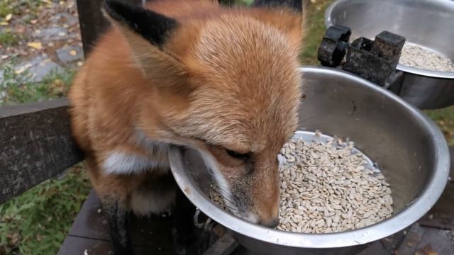 Алиса - лиса. Еда моя, семечки мои, все мое! смотреть онлайн