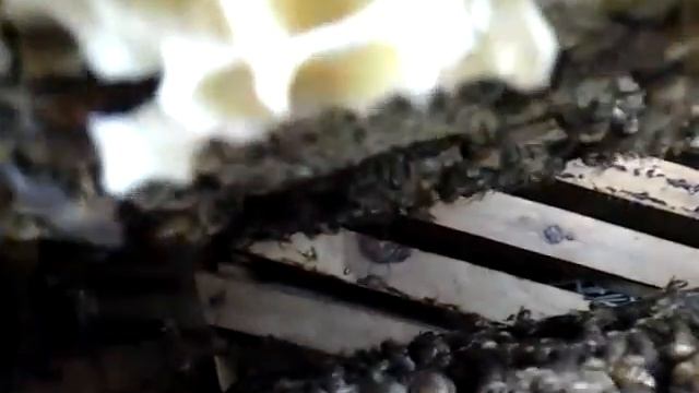 итальянская пчёла не агресивна смотреть онлайн
