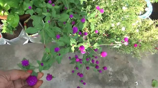 How to grow & care Gomphrena plant || Gomphrena globosa || Makhmali смотреть онлайн