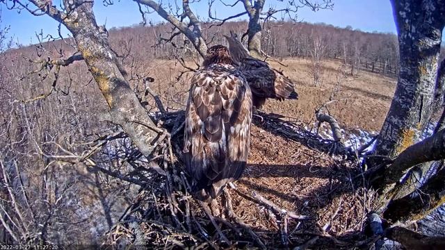 The female drove the young eagle out of the nest. 27/03/2022, 11:27. Estonia. смотреть онлайн