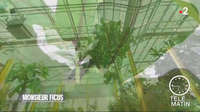 Jardin - Monsieur Ficus смотреть онлайн
