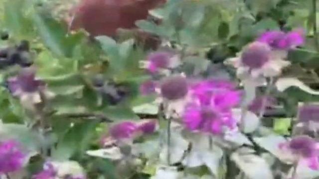 НЕМЕЦКИЕ ДАЧИ. German Dachas. смотреть онлайн