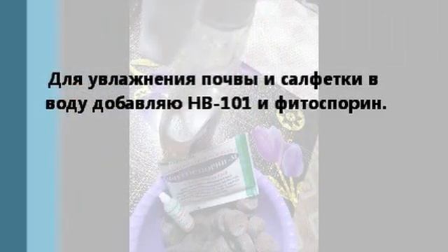 Посев бегонии на салфетку. смотреть онлайн