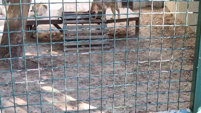 Харьков/Фельдман экопарк//Зоопарк Харьков/Осень 2021 смотреть онлайн