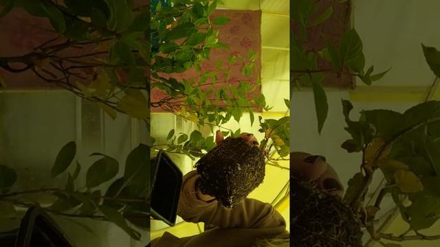 Гортензии с сайта "Питомник-аннабель" часть 4 смотреть онлайн