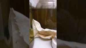 разведение пиявок дома, как бизнес.