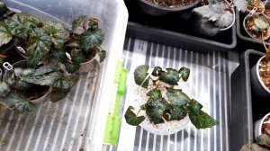 ‼️Бегония укоренилась и в воде, и в перлите, и в вермикулите💯%🌺А у вас❓#бегония #бегонии