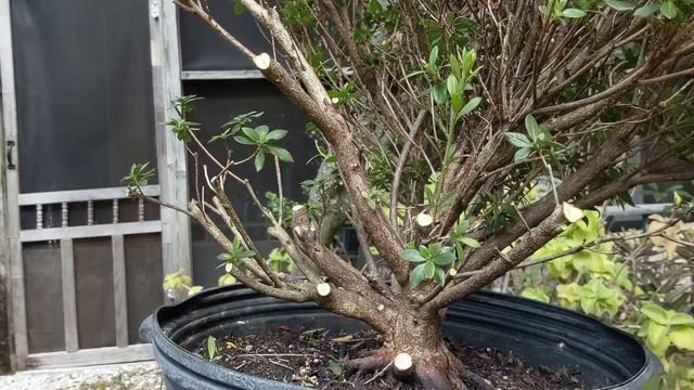 Initial Hard Prune to create Azealia Bonsai смотреть онлайн