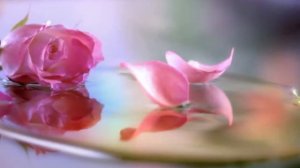 Palmolive Milk&Rose 20sec RUS for UZB 24 11 17