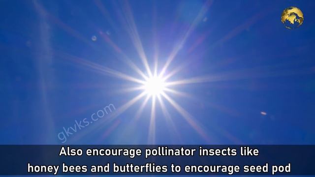 COMPLETE GUIDE TO GROWING ADENIUM – THE DESERT ROSE | CARE TIPS, TRICKS, SEEDS, CAUDEX смотреть онлайн