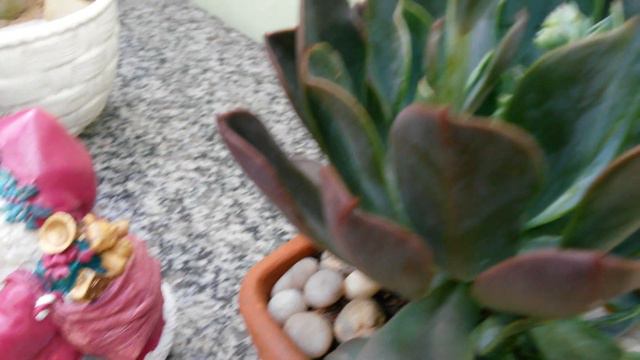 Echevéria "Blue Prince", Aeonium domesticus, Adenium obesum, etc. смотреть онлайн