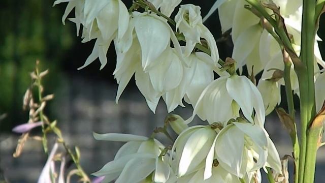 Yucca filamentosa смотреть онлайн
