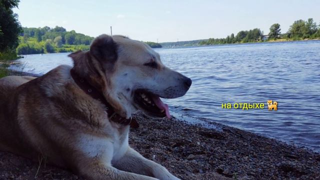 С собакой по заброшенным рельсам вдоль реки Свирь / Алабай Среднеазиатская овчарка 🐕 смотреть онлайн